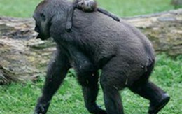 Tình mẫu tử cảm động của hai chú vượn